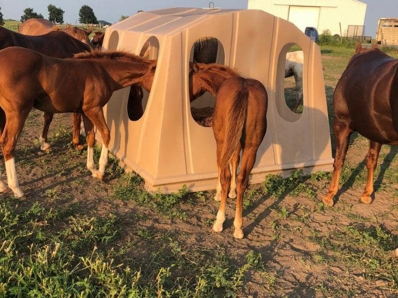 Large Animal Hay Feeder - Florida - Multiple Horses Feeding