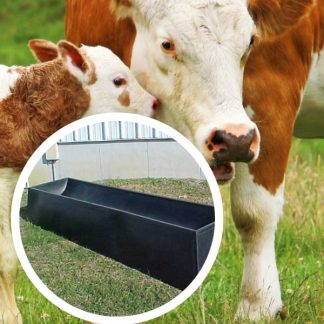 cow2